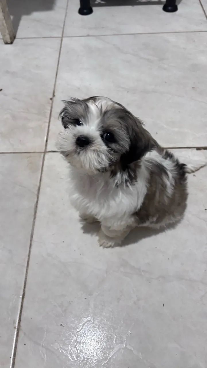 Shih tzu - Foto 2
