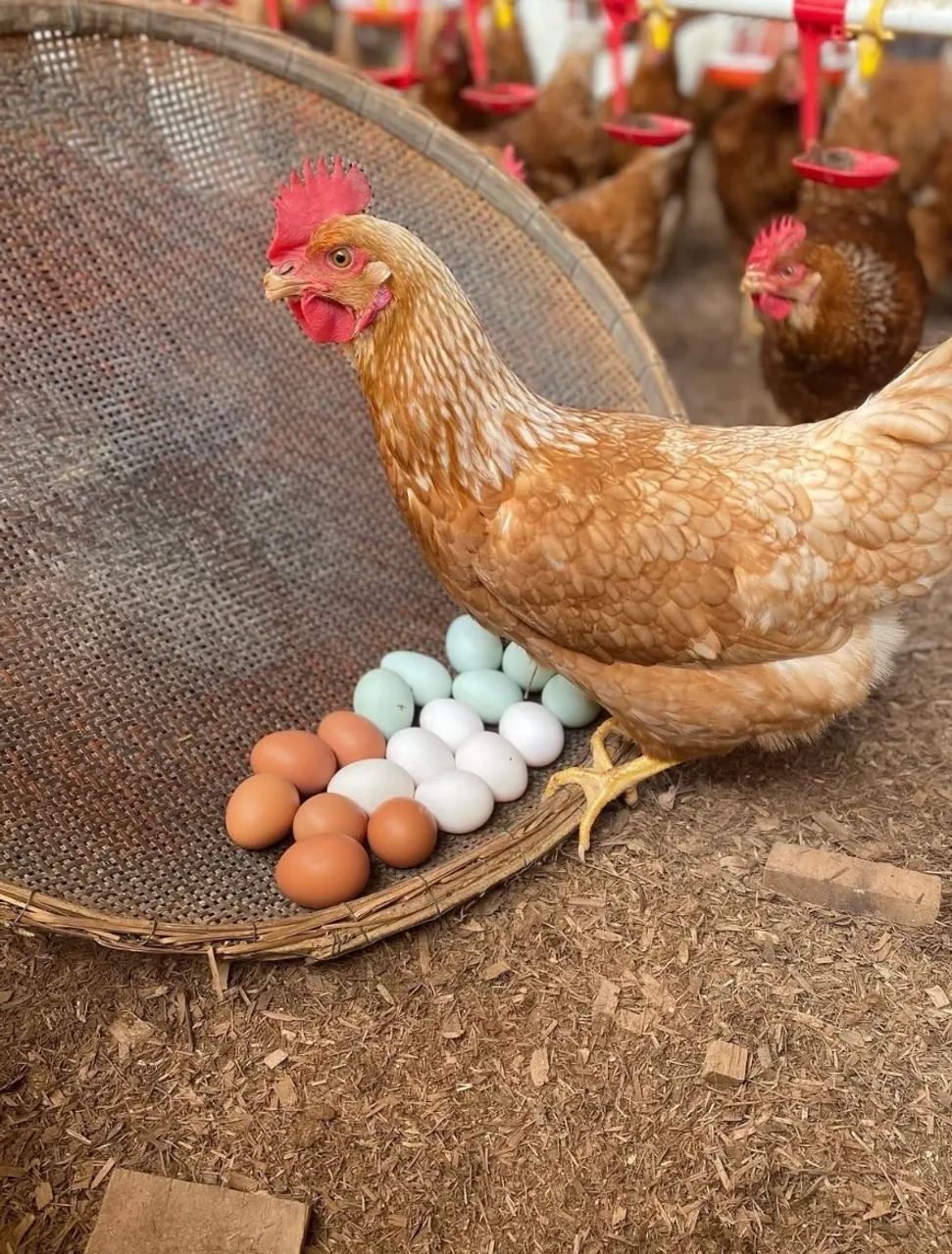 Cartela 30 Ovos caipira - Foto 2