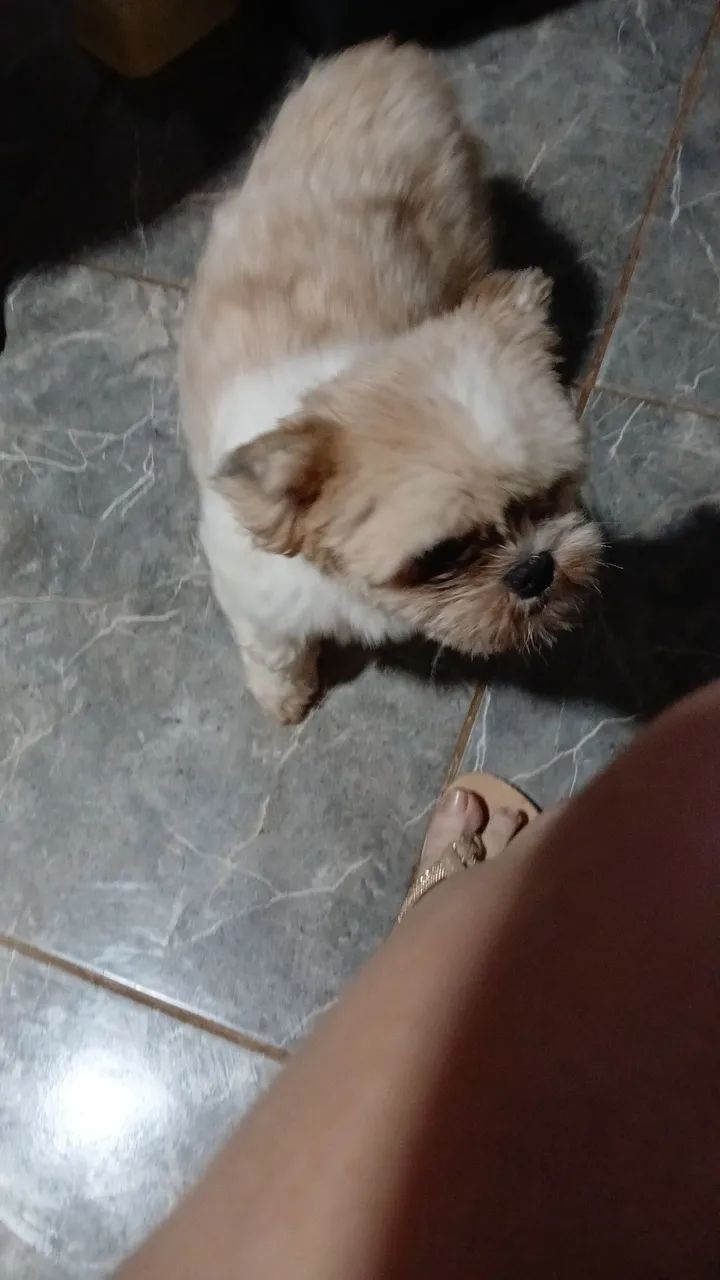 Shihtzu macho - Foto 4