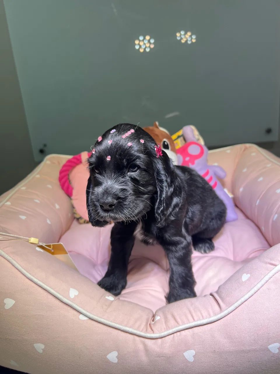 Filhotes de Cocker Spaniel  - Foto 4