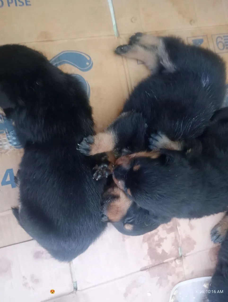 VENDO ROTTWEILER FILHOTE  - Foto 2