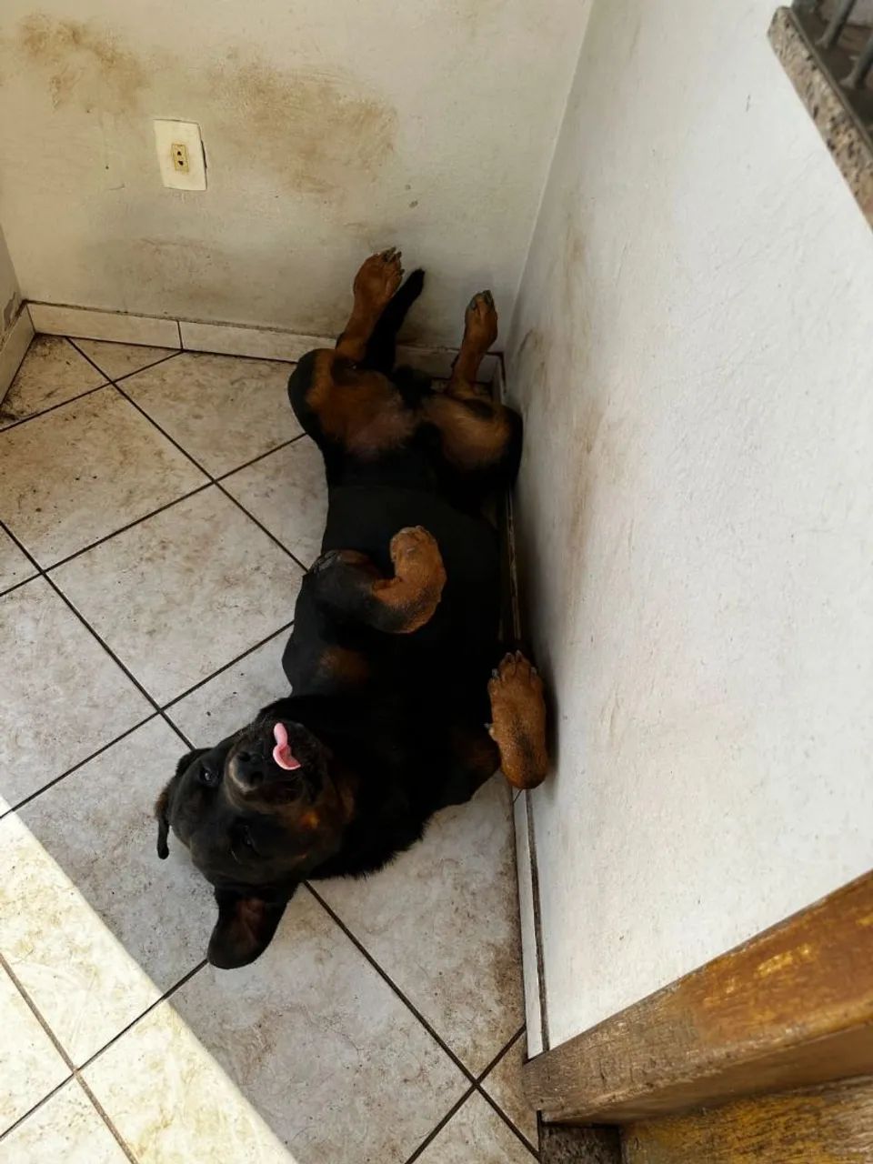 Doa se um cachorro hot valer  - Foto 3