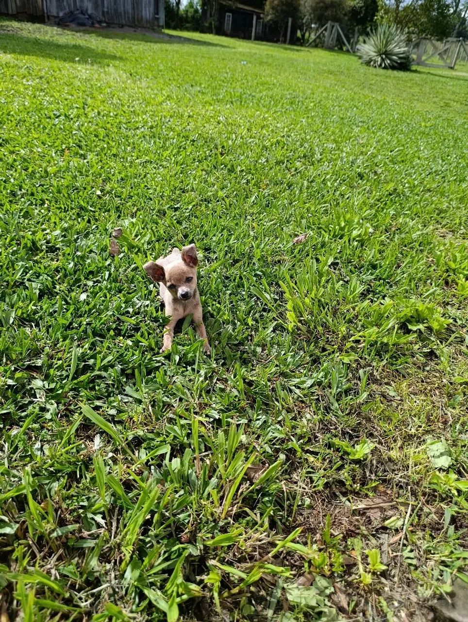 Pinscher 0 