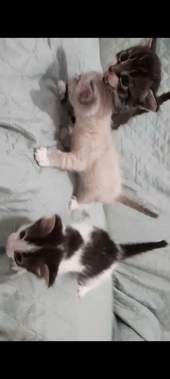 Gatinha filhote para adoção  - Foto 5