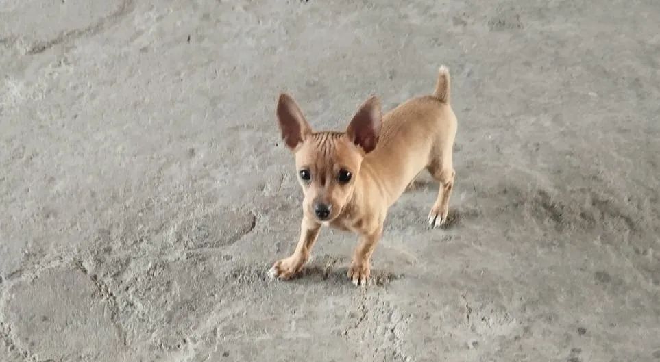 Cachorro pinscher