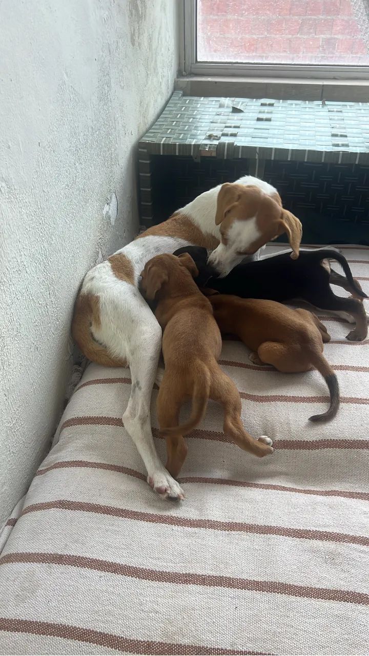 Adoção responsável  - Foto 2