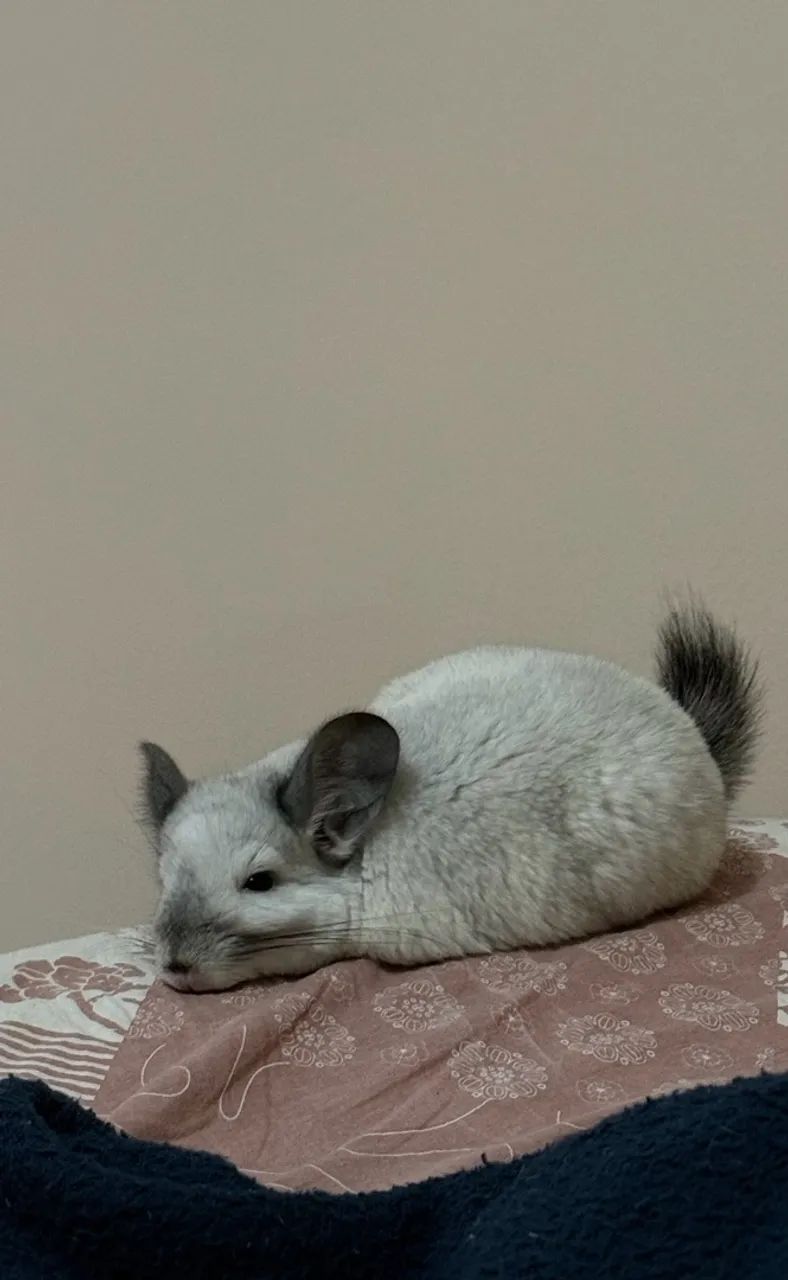 Chinchila - Foto 2