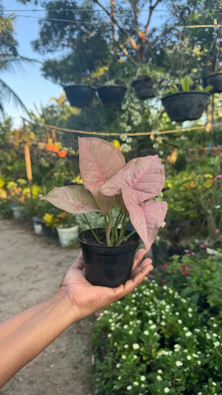 Plantas - Foto 2