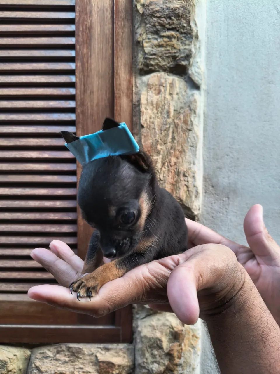 Pinscher 