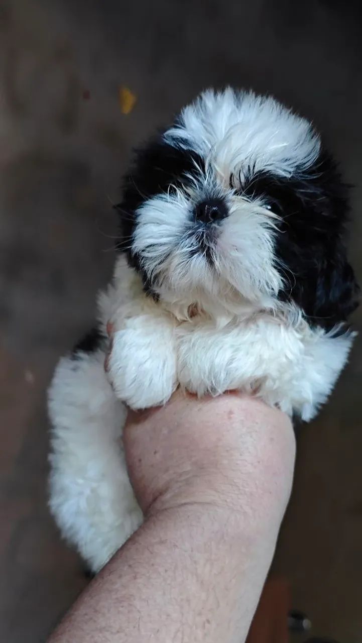Lindo macho Shitzu micro a pronta entrega  - Foto 4