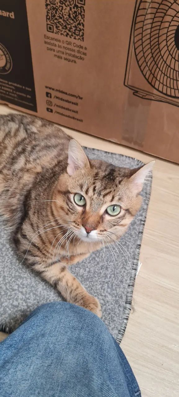 Adoção Responsável 