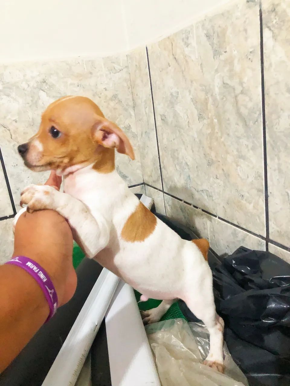 PINSCHER MACHO - Foto 2