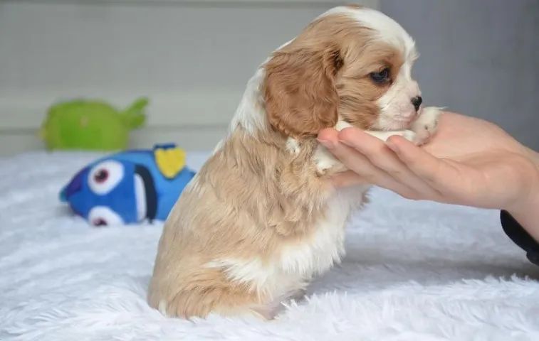 Seu Cavalier King com Todo o Cuidado que Ele Merece