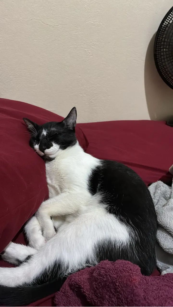 Doação gata 4 meses 