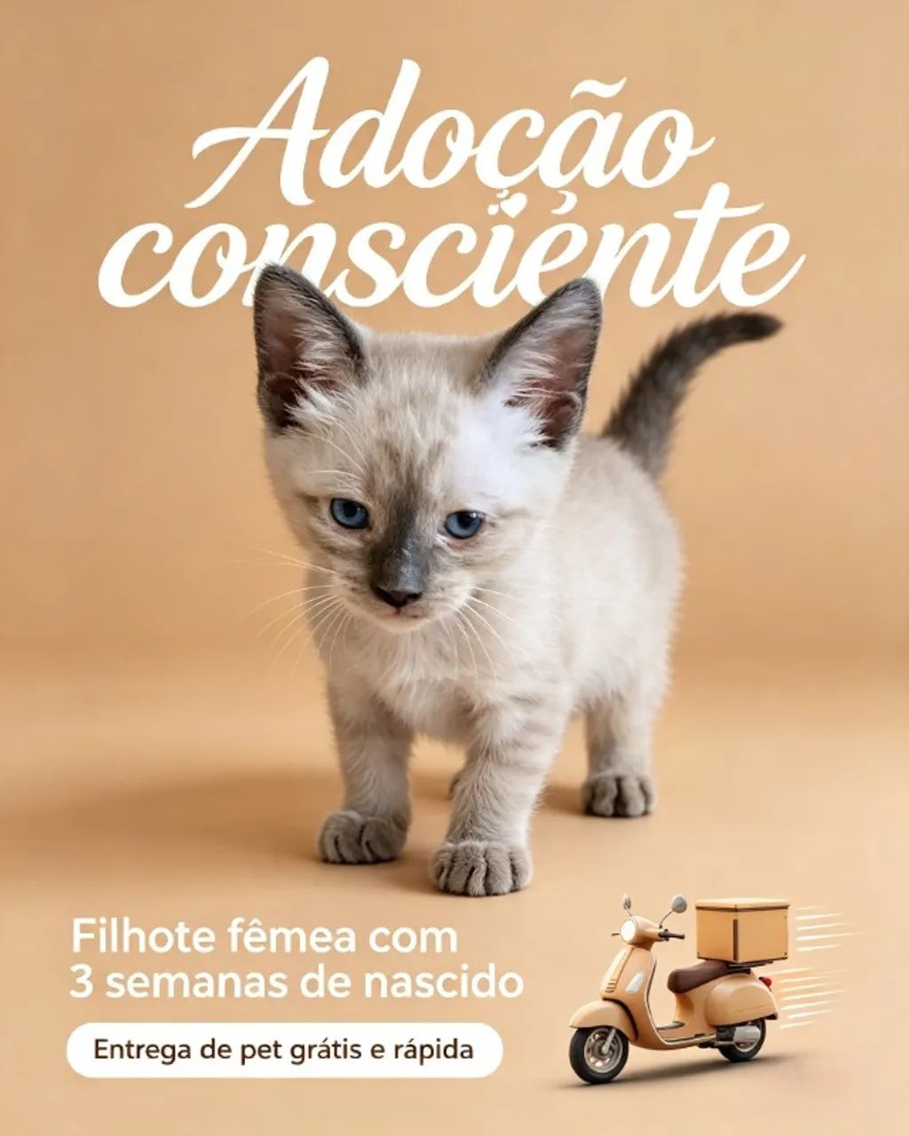 Adoção consciente de gato - Foto 2