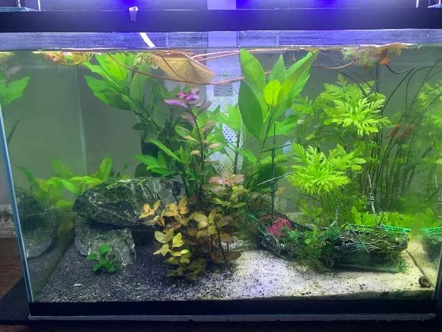 Aquário 50 litros - Foto 3