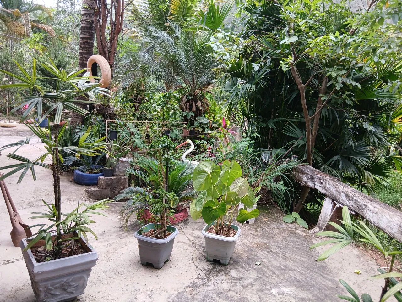 Vendo chácara capela Branca  - Foto 3
