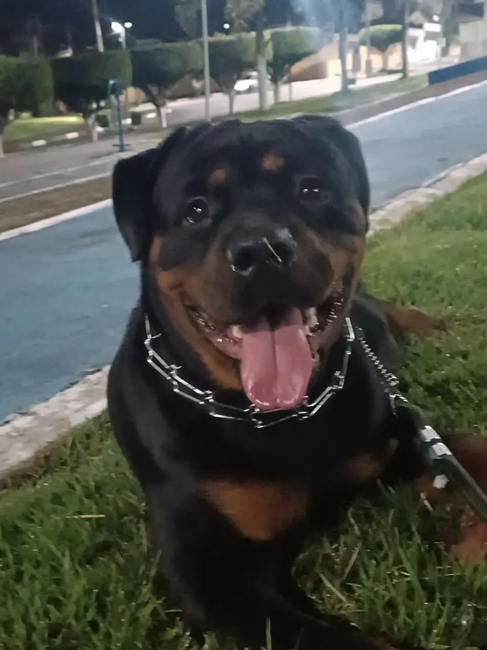 Rottweiler  - Foto 2