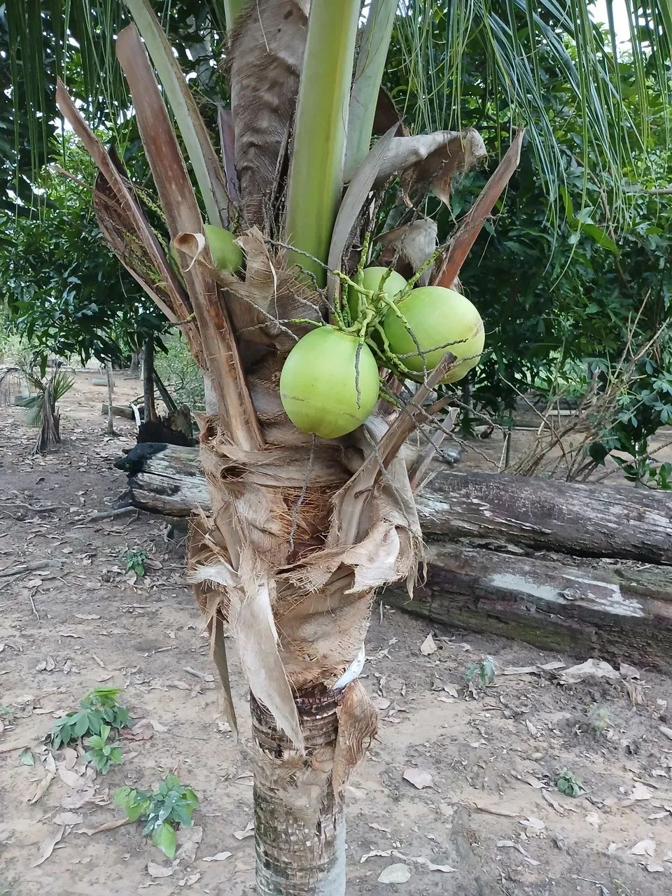 Foto - Manaus - Alvorada