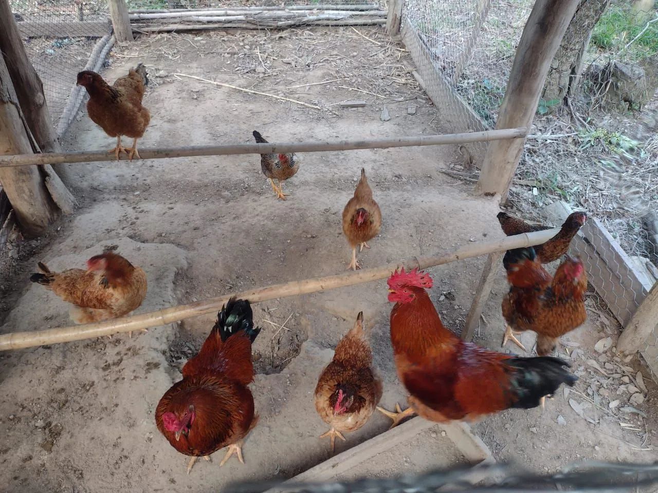 Galinhas Vermelhas 