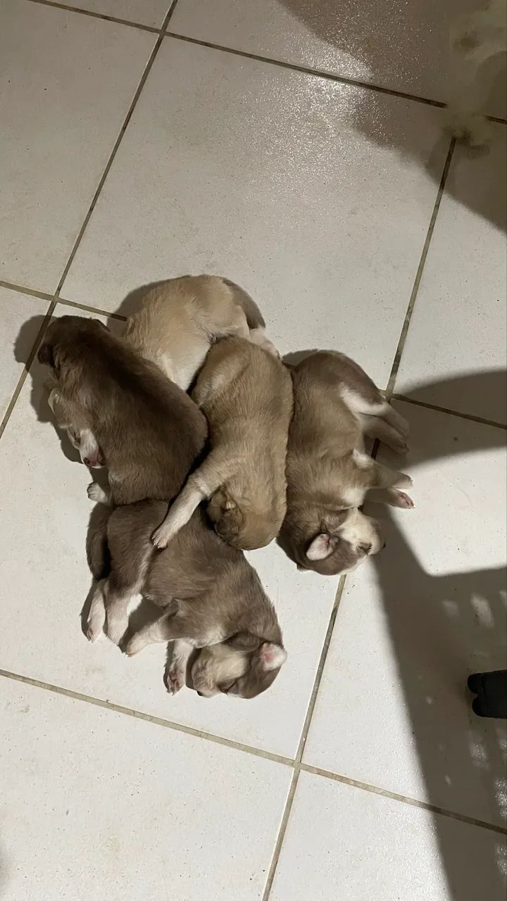 Husky siberiano  - Foto 4