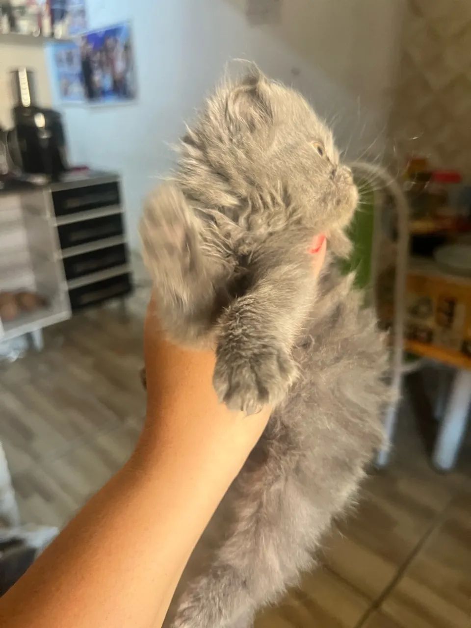 Gata persa - Foto 4
