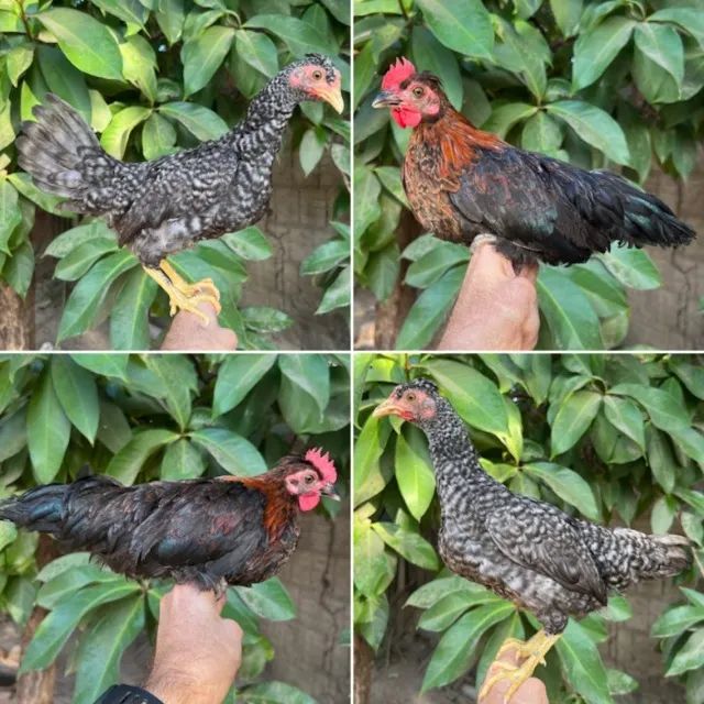 Casais de mini galinhas - Foto 4