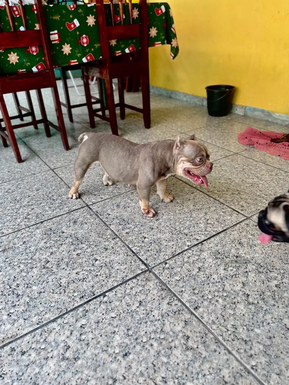 American bully micro  - Foto 4
