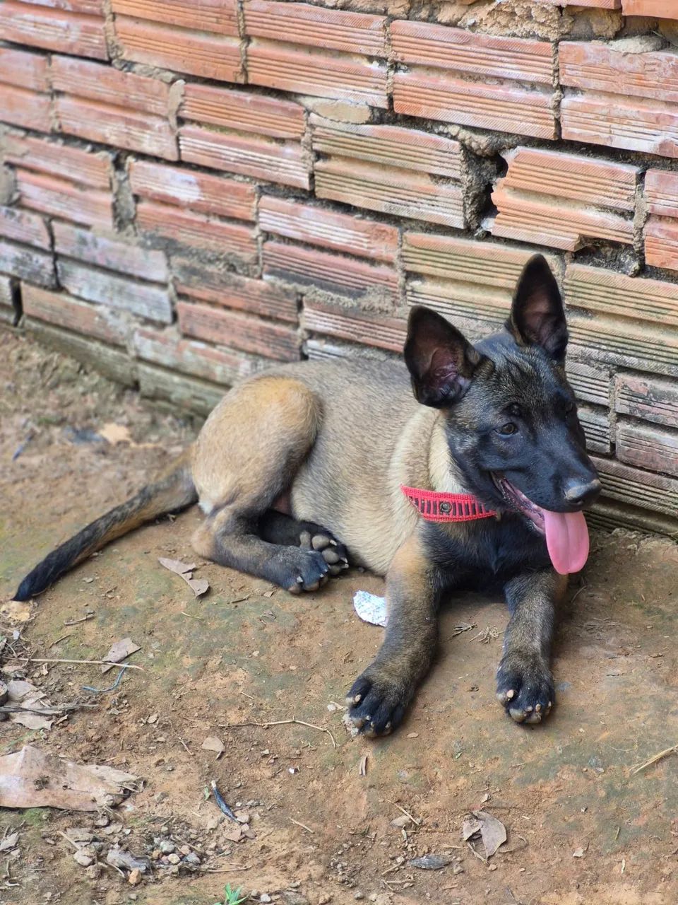 Vendo exemplar belga malinois macho vacina importada  e vermifugado  - Foto 4