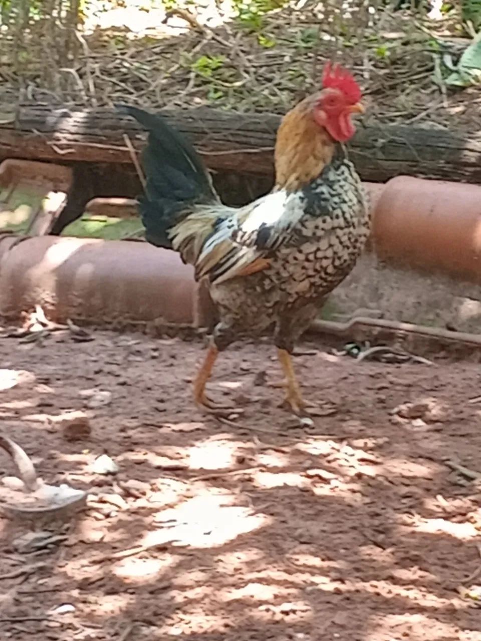 01Galo e 02 Garnize  - Foto 3