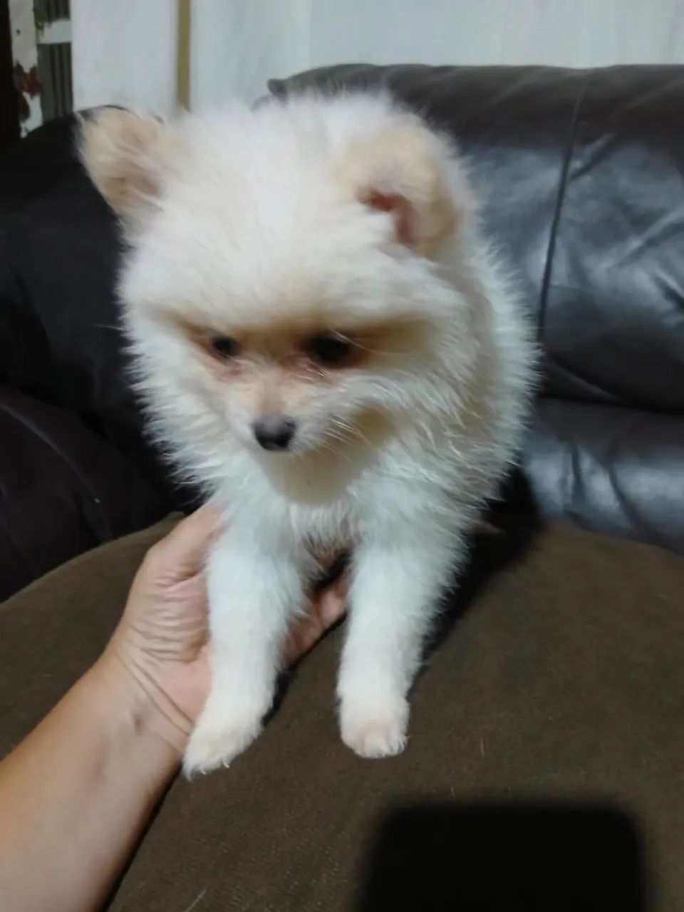 Filhote de Lulu da Pomerânia  - Foto 3