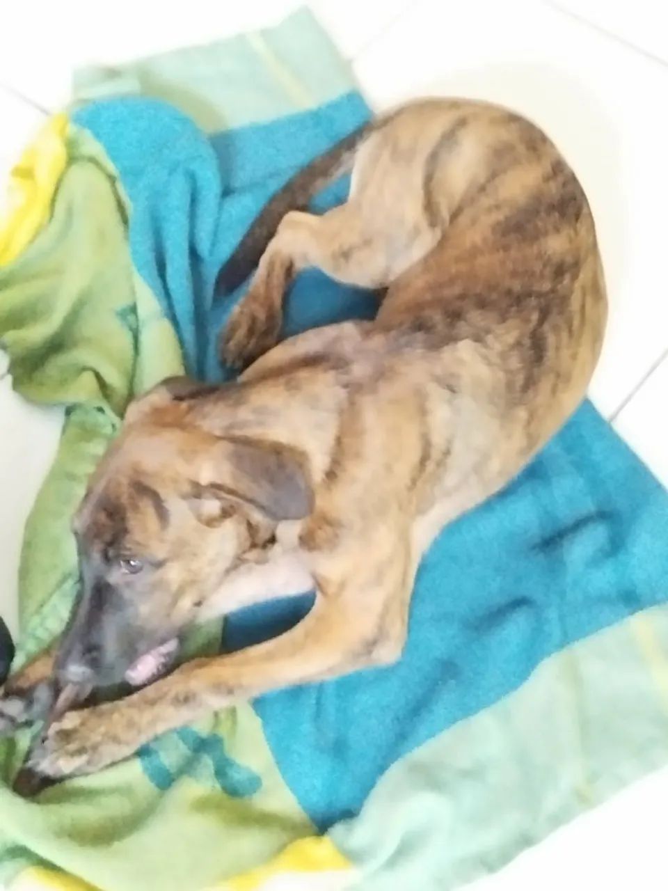 Doação de cão filhote - Foto 3