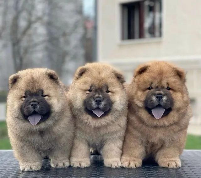 Chow chow disponivel 