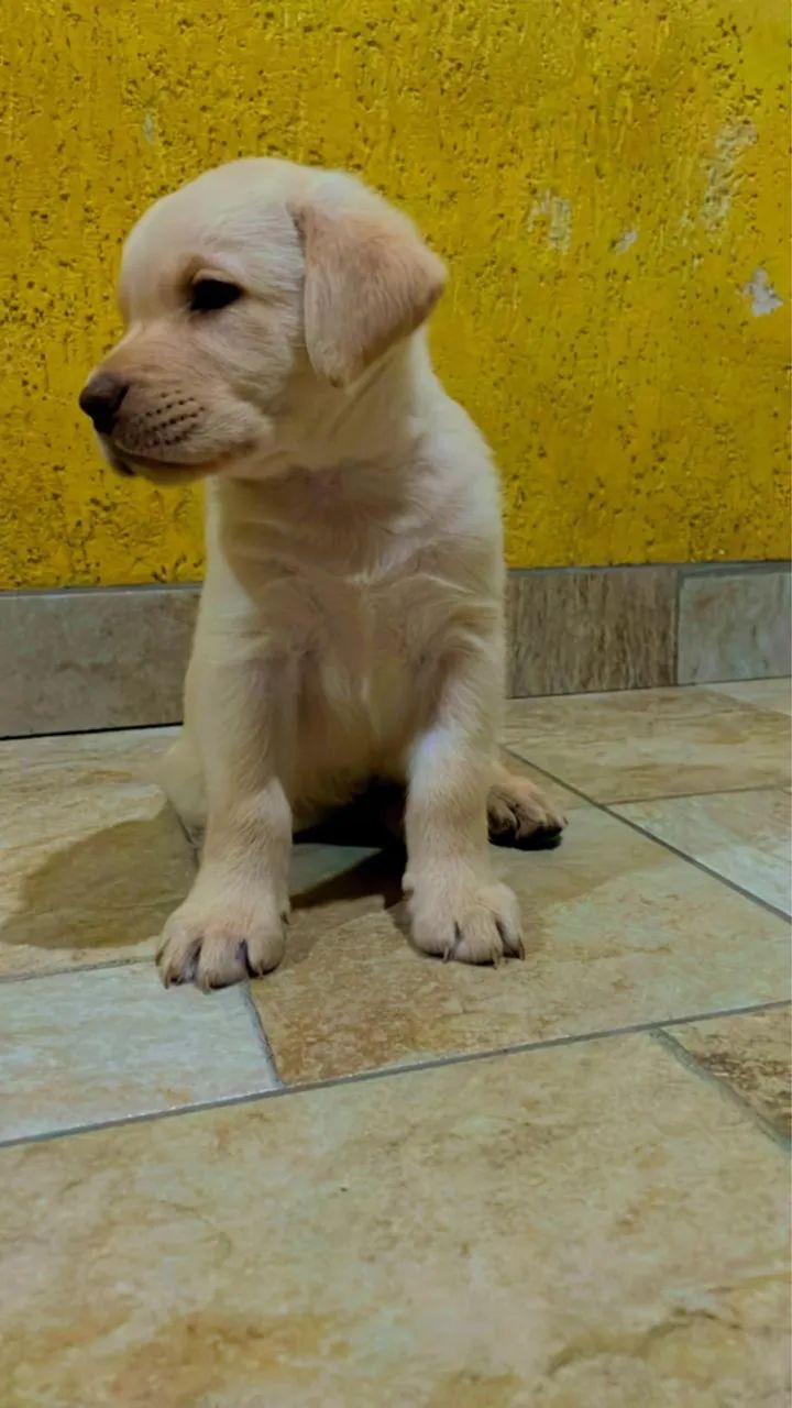 Filhote Labrador puro  - Foto 4
