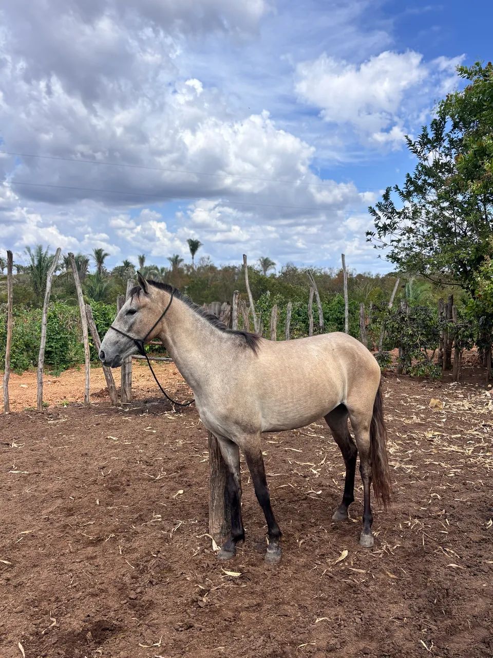 Potra  - Foto 2