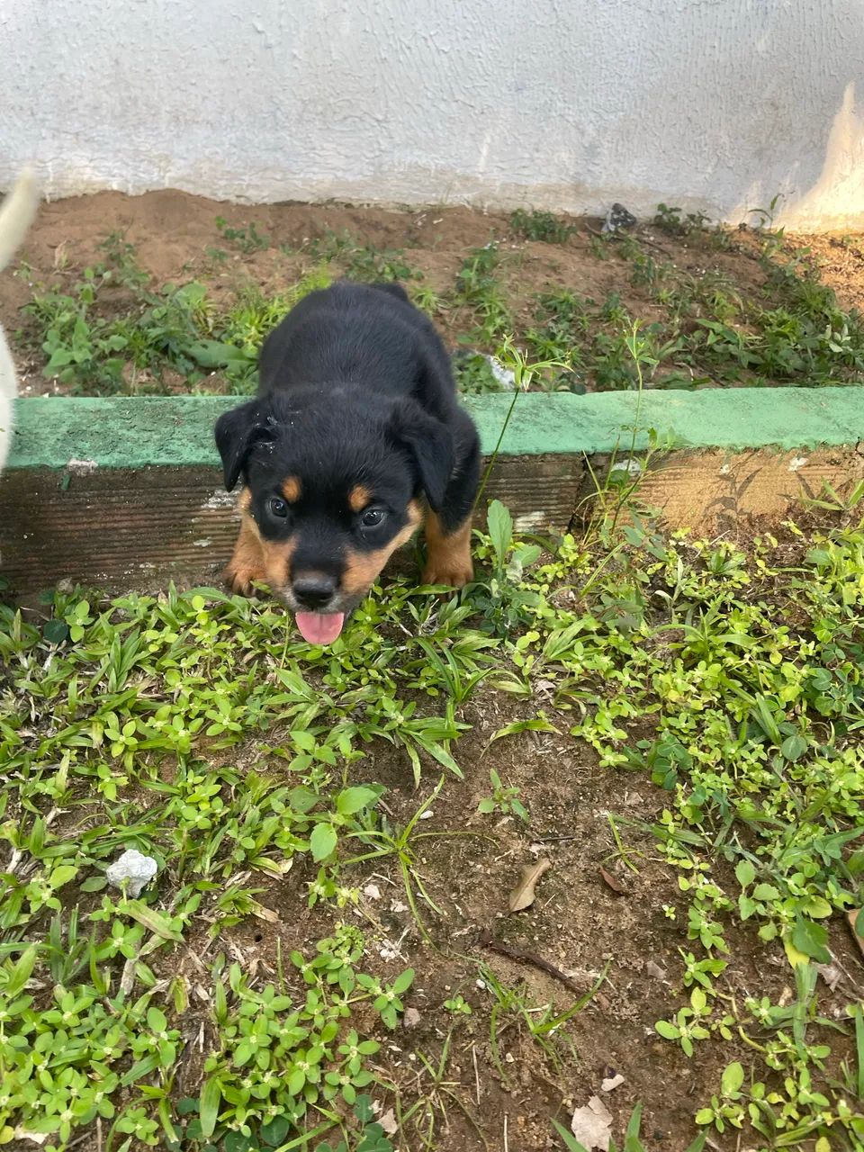 Filhotes de ROTTWEILER COM PASTOR ALEMÃO  - Foto 3