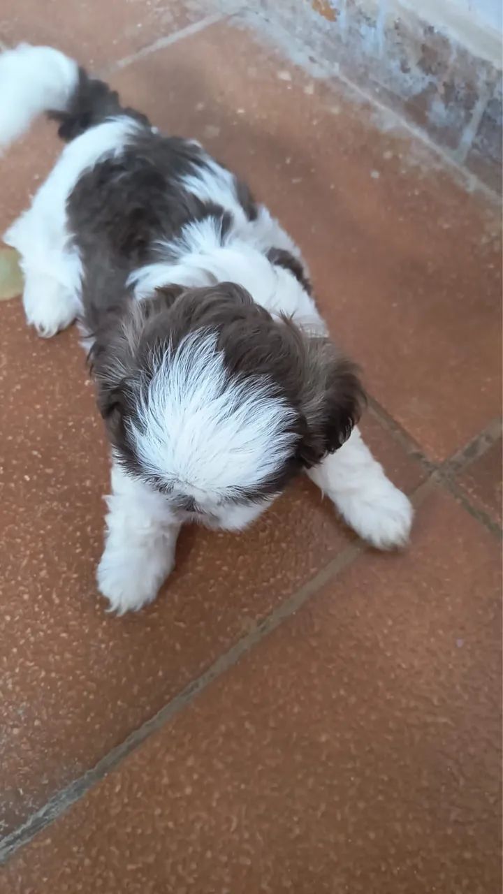 Shih tzu  - Foto 2