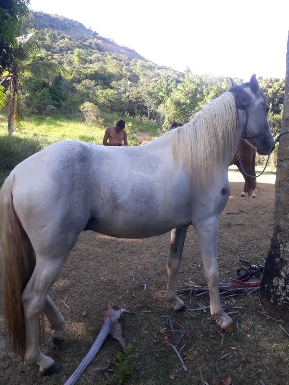 Cavalo 