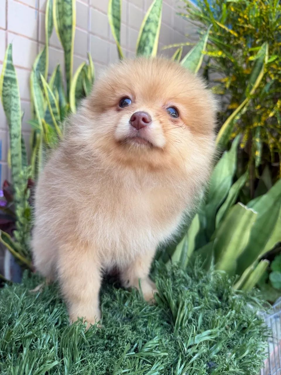 Spitz alemão  - Foto 2