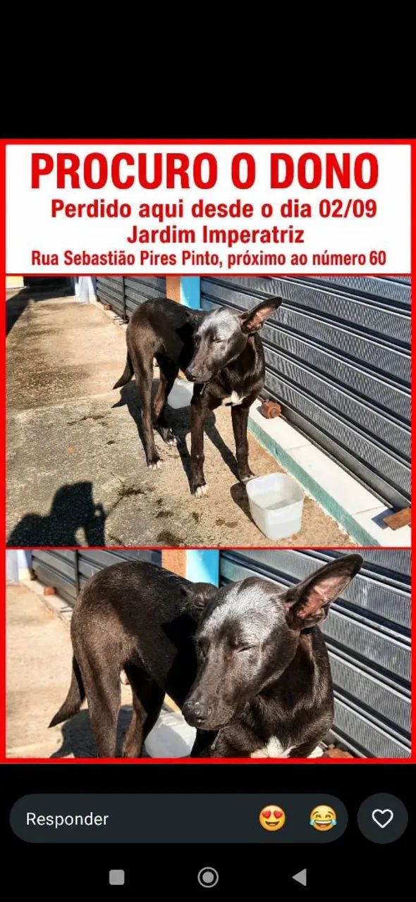 Cão abandonado 