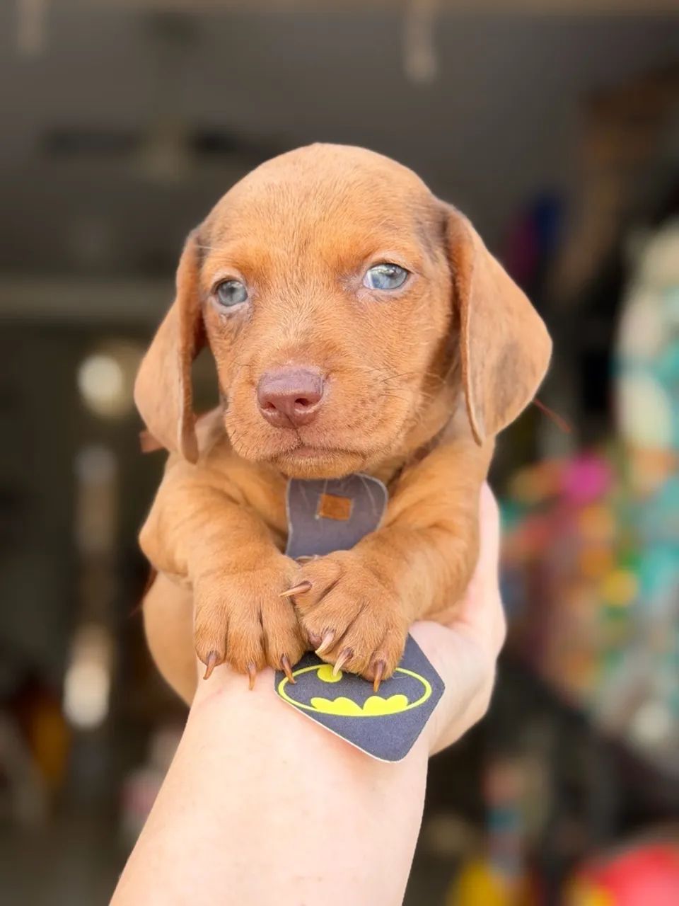 Dachshund macho chocomerle  - Foto 3