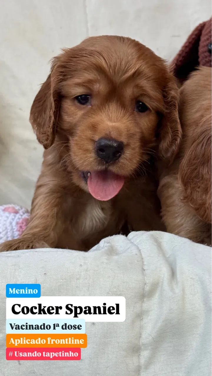 Filhote Cocker Spaniel Macho - Foto 3