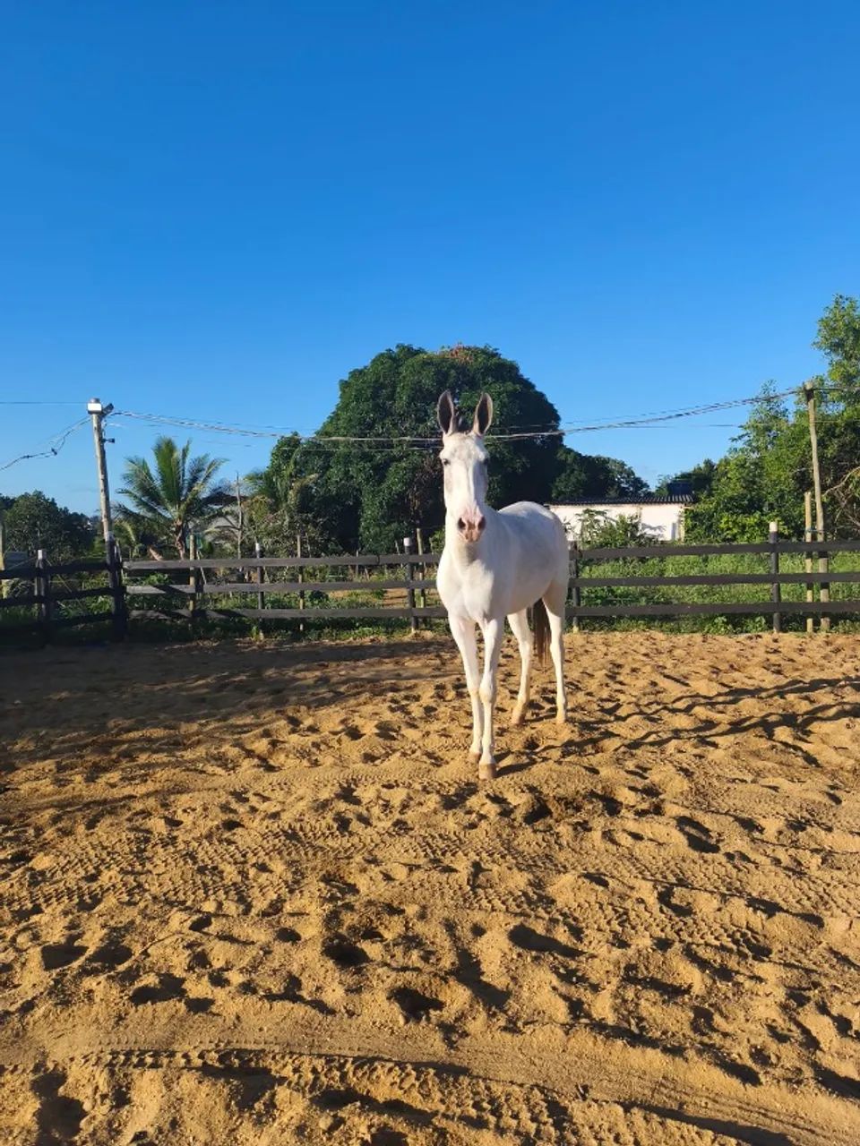 Vendo ou troco mula pampa escondido  - Foto 2