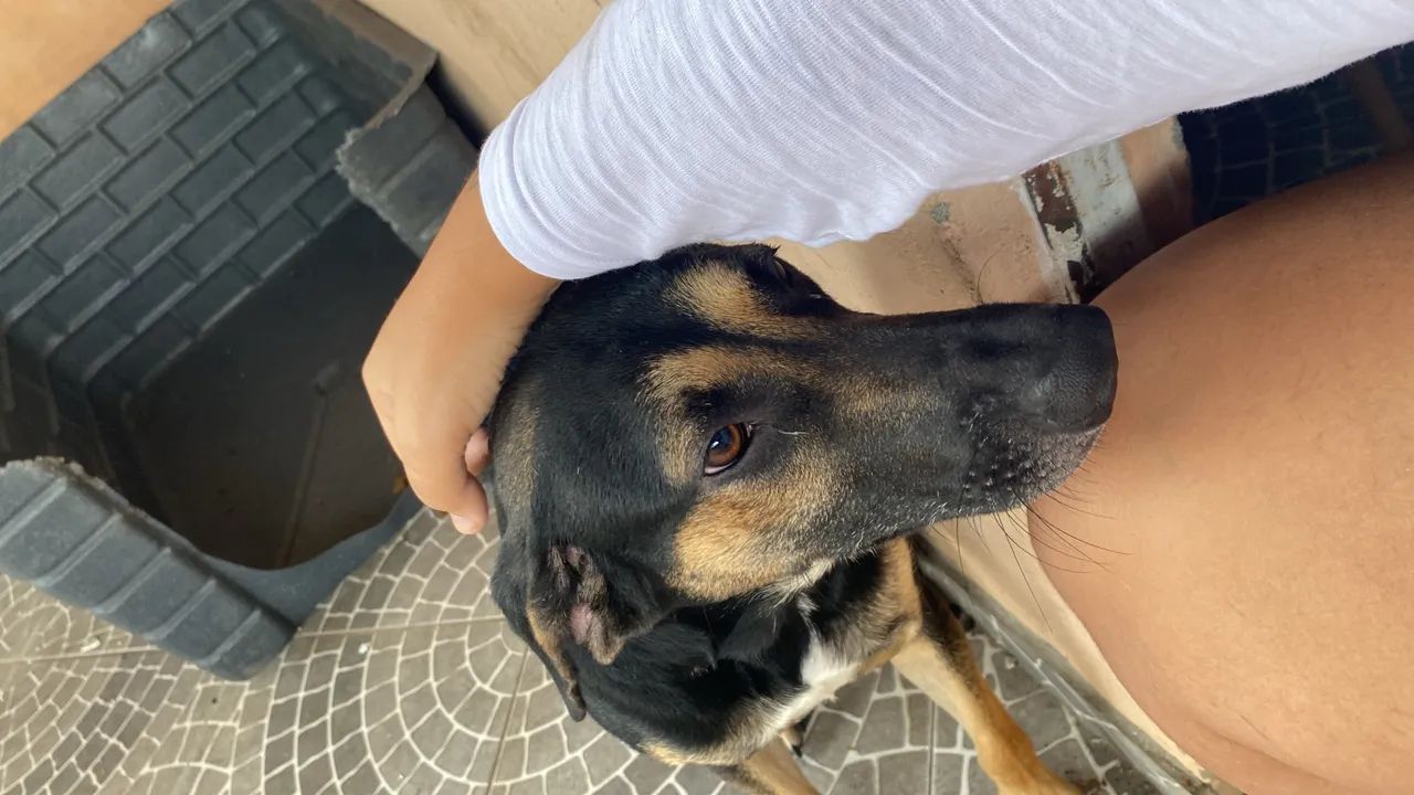 Estou doando esse cachorrinho.. - Foto 2