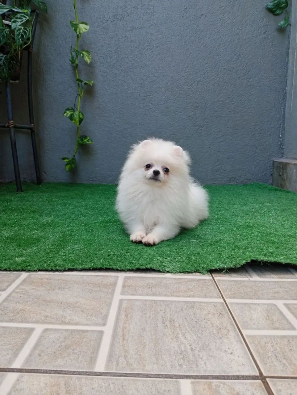 Spitz alemão anão 