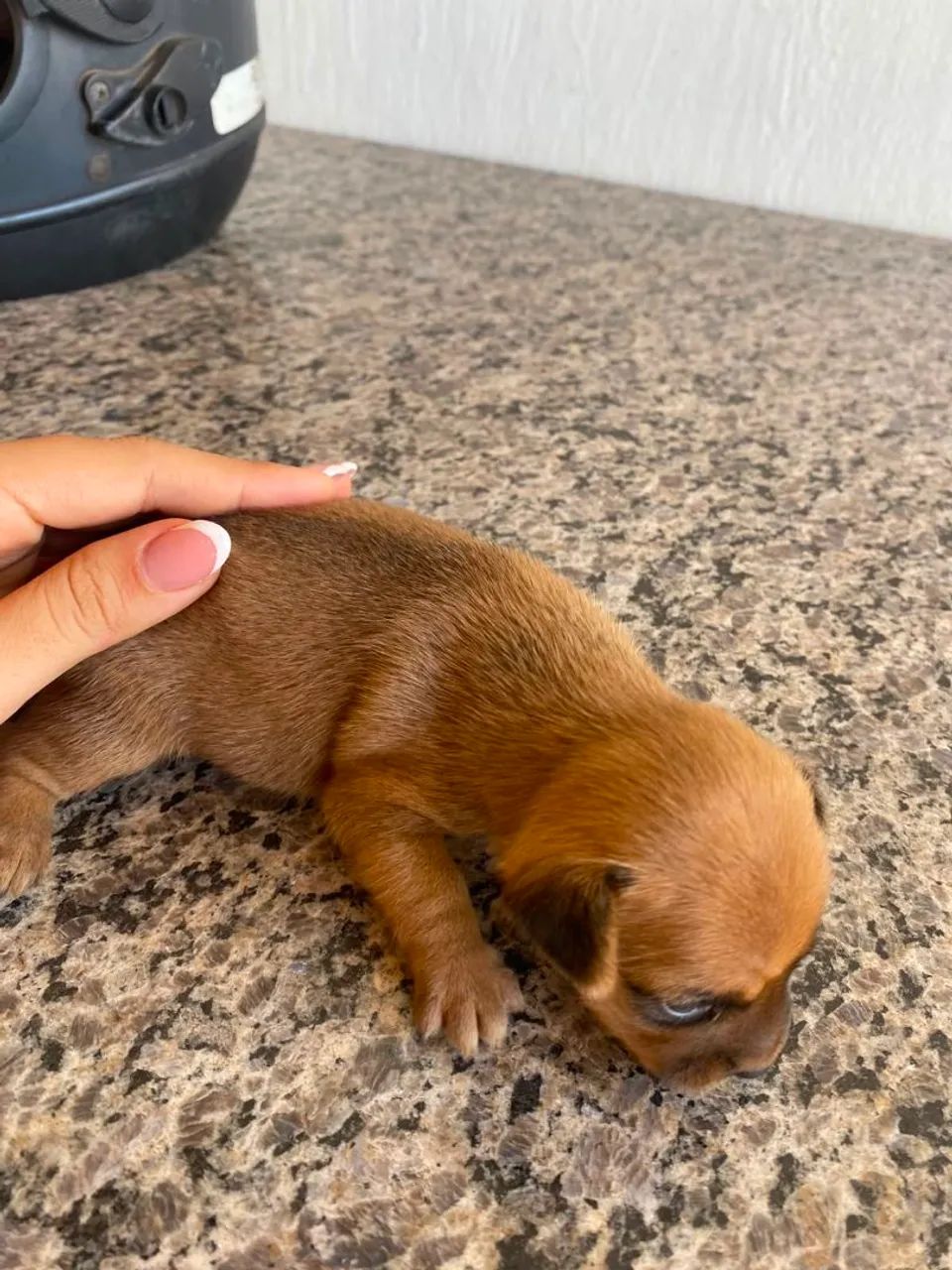 Pinscher 
