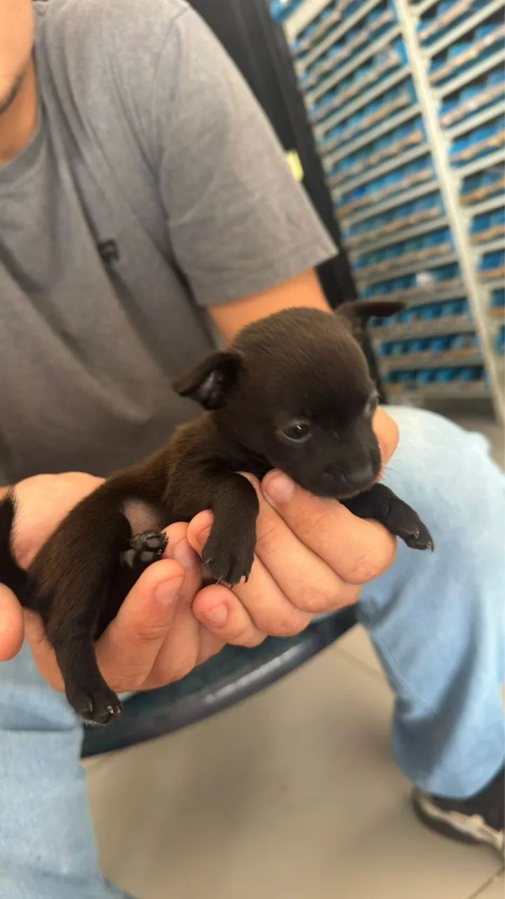 Cachorro pincher  - Foto 4