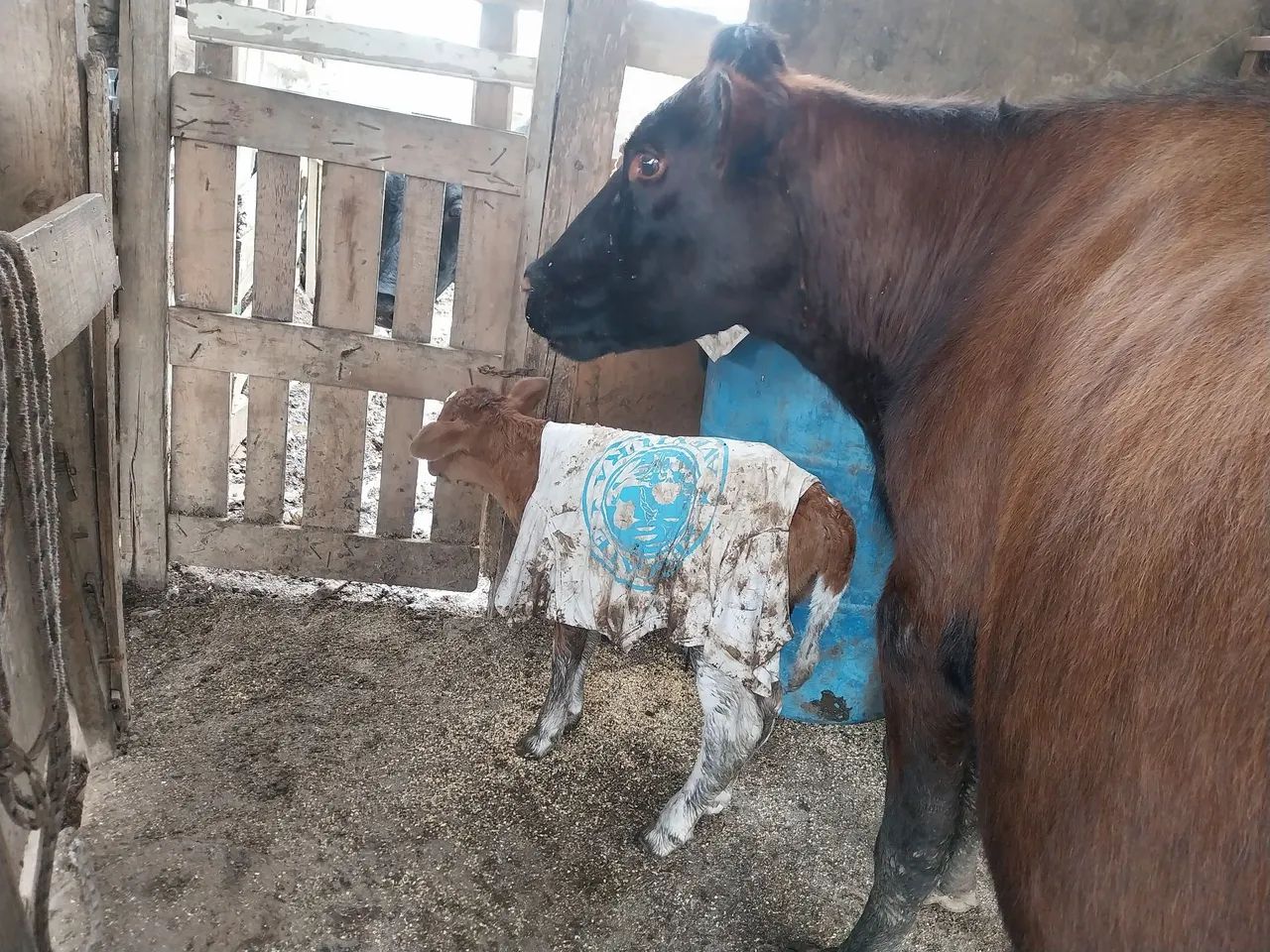 Vaca ?  - Foto 3
