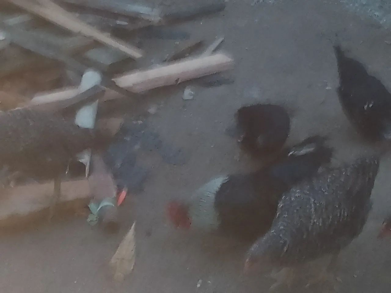 Vendo dois galos garnisé  - Foto 2