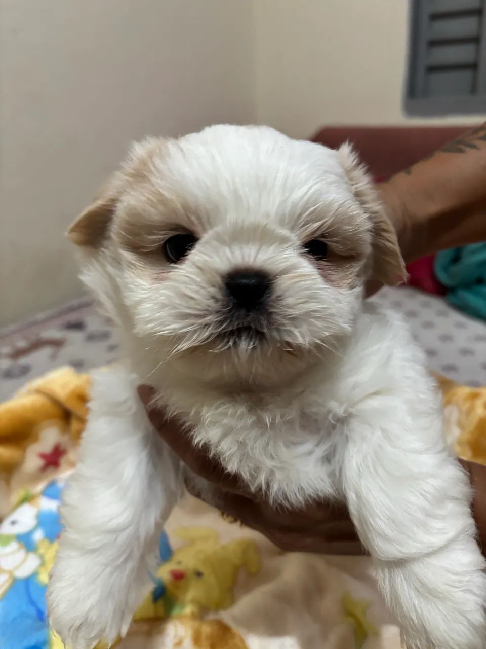 Shitzu  - Foto 2